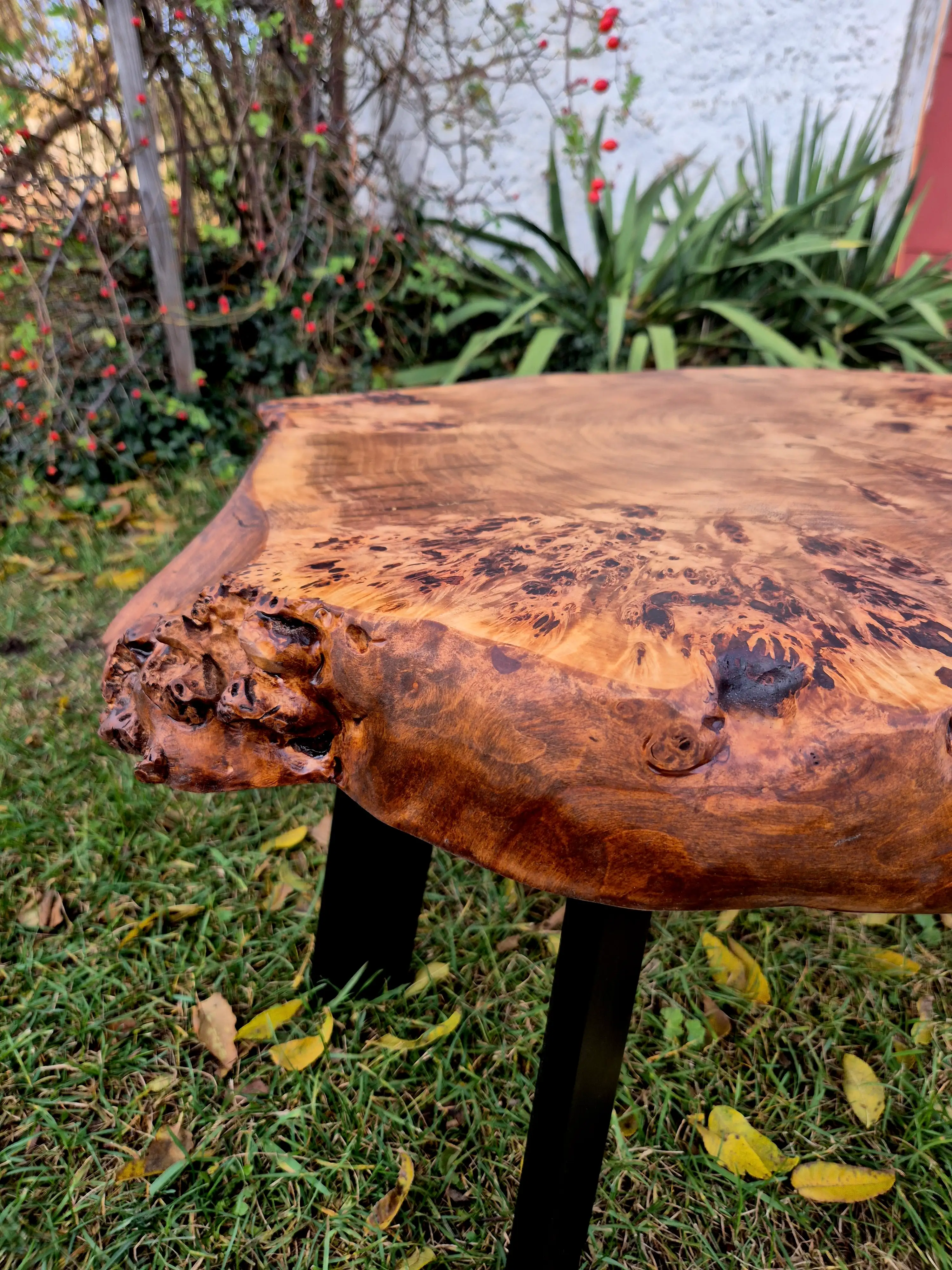 stolik kawowy z plastra topoli z czeczotą z piękną krawędzią