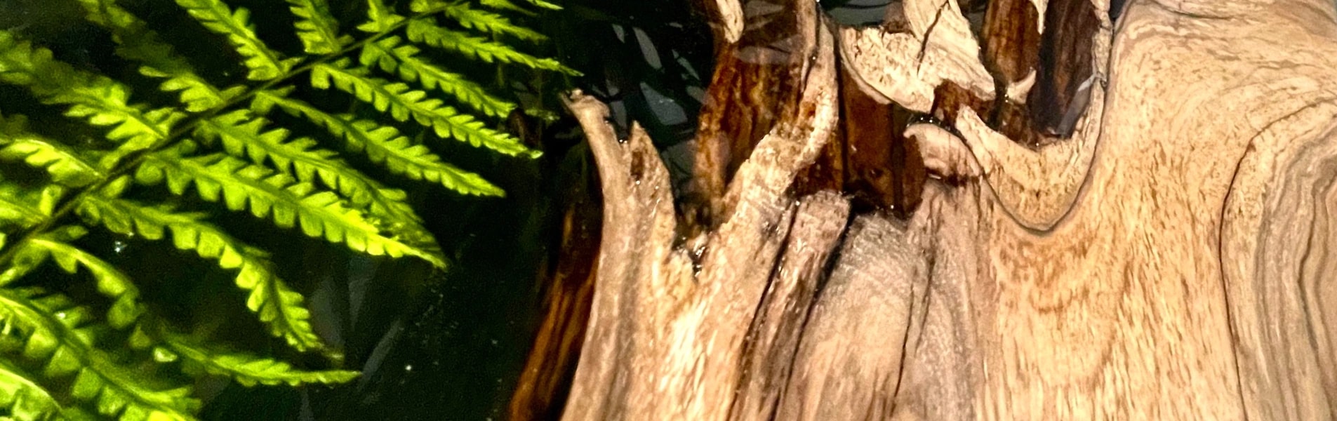 stolik kawowy z drewna orzecha włoskiego w połączeniu z żywicą epoksydową i paprocią na metalowych nogach