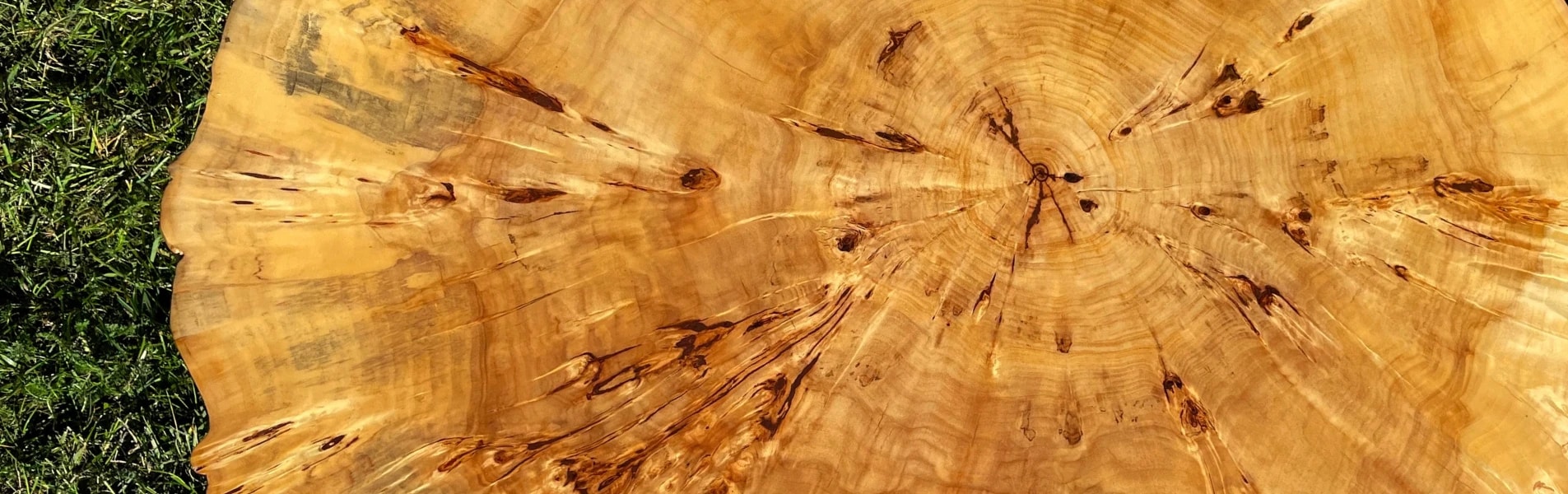 stolik kawowy z plastra topoli z czeczotą polakierowany z metalowymi nogami