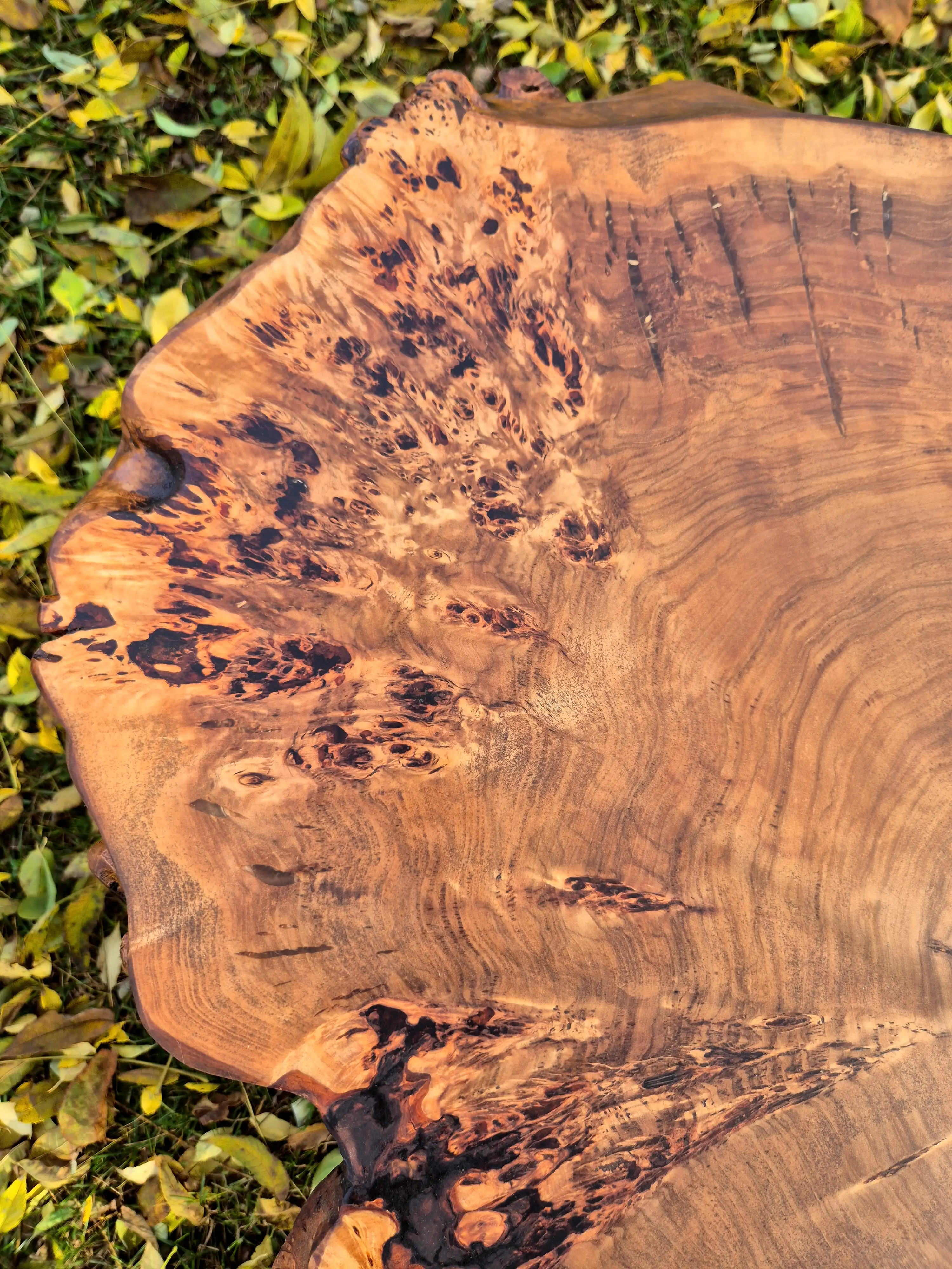 plaster topoli z czeczotą wykończony olejem