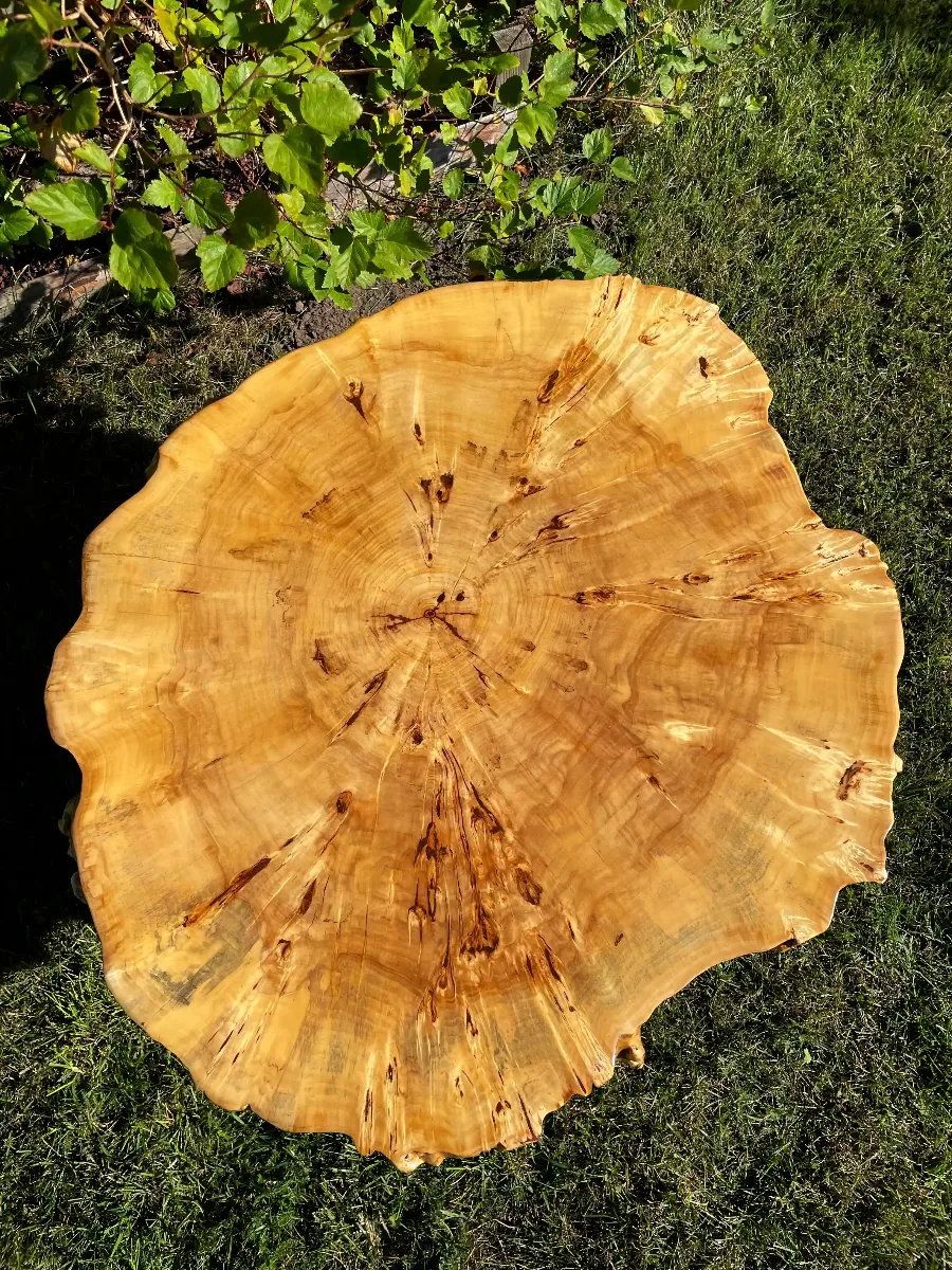 stolik kawowy z plastra topoli z czeczotą z lakierem